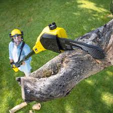 Trusted Dundas, MN Tree Removal and Landscaping Services Experts